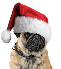 Weihnachtsmops weiß 4