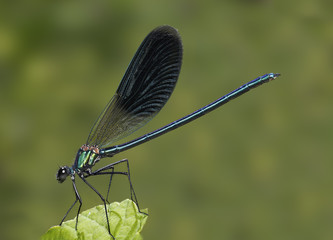 Damigella