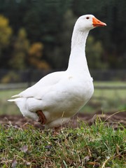 goose
