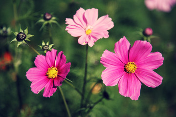 Cosmea (Schmuckkörbchen)