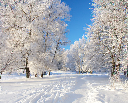 Fototapeta Winter park in snow