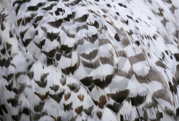 Snowy owl feathers