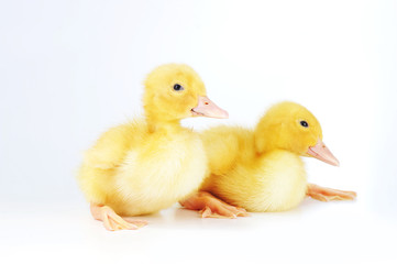 yellow fluffy ducklings