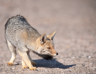 Naklejka na ściany i meble Patagonian Grey Fox (Dusicyon culpaeus).
