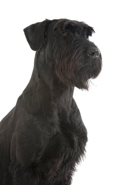 Riesenschnauzer