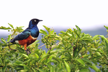 Superb Starling.