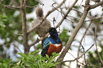 Superb Starling.