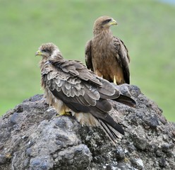 Two Black Kite.