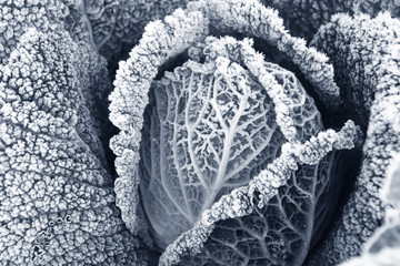 frost, cabbage