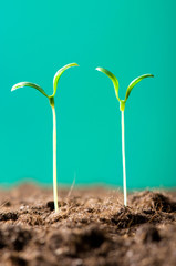 Green seedling illustrating concept of new life