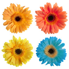 Set of gerbera flowers