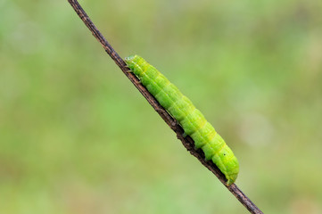 Grüne Raupe