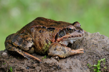 Fetter Frosch