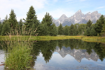 Mountain and tree reflections in water