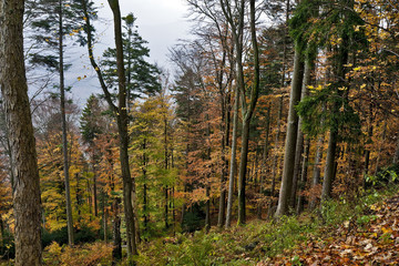 Mountain forest in Autumn