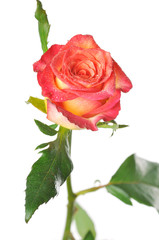 one rose with green leaves on a white background