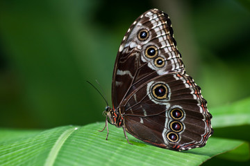 Butterfly (Peleides Blue Morpho)
