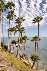Fototapeta na wymiar Palm Trees on the Coast of California, USA