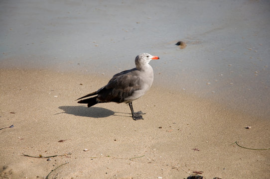 Sea Gull Basking in the Sun on the Beach