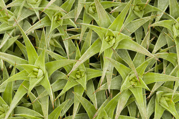 Succulent plant closeup with thorns and spines