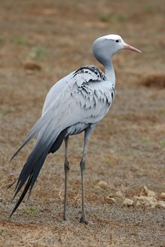 Blue Crane Bird