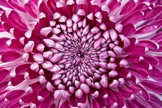 Fototapeta Chrysanthème rose