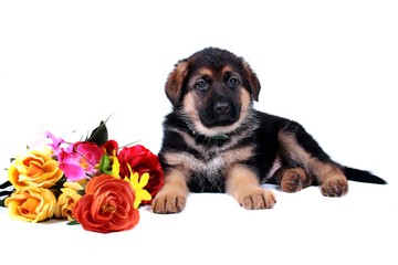 Deutscher Schäferhund Welpe mit Blumen