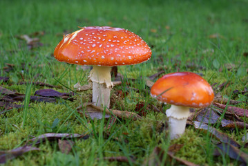 Fly-Agaric Toadstools