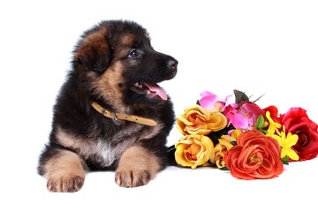 Deutscher Schäferhund Welpe mit Blumen