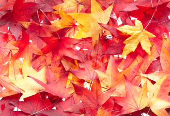 Naklejka na ściany i meble Autumn leaves background. Multicolored arrangement