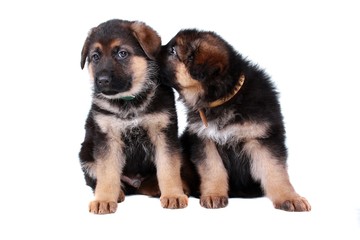 Deutscher Schäferhund Welpen flüstern