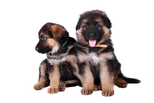 Deutscher Sch&auml;ferhund Welpe sitzend