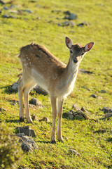 fallow deer
