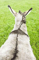A rear view of a donkey
