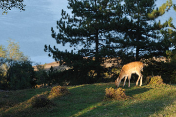 fallow deer over lake
