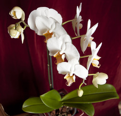 Shot from above, a phalaenopsis orchid