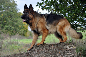 Dog walking along the fallen tree