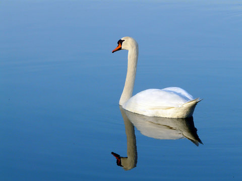 Cygne