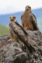 Two Black Kite.