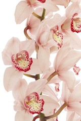 pink orchid isolated