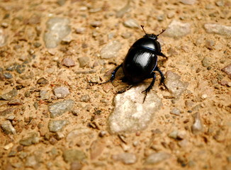 Beetle bum