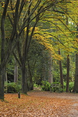 Fototapeta premium Woodland Walk