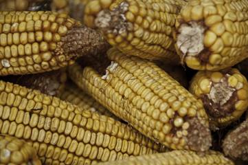Close up of Corn