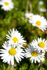 Fototapeta na wymiar Macro closeup of pretty daisies