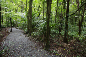 Tropical forest