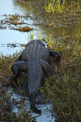 Back and tail of american alligator on a swamp