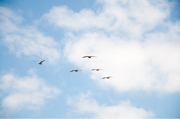 Flock of pelicans in the sky