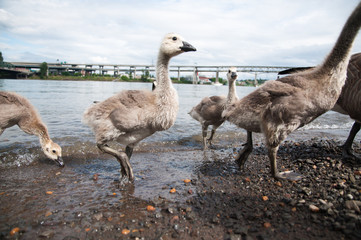 A brood of goslings walking out of the water