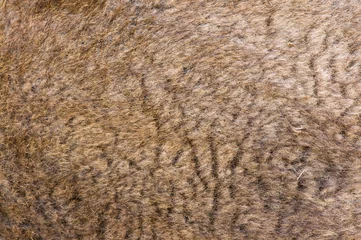 Plaid mouton avec motif Chameau camel fur excellent background