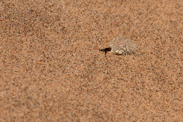 Sidewinder snake (Bitis Perinqueyi)